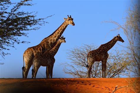 Giraffen In Der Kalahari Foto And Bild Africa Southern Africa Namibia