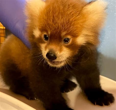 County Executive Mcmahon Announces Red Panda Cub Born At Rosamond