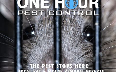 I found them to be the only one open 24 hours a day and on weekends which is great! New York Rat and Mice Exterminators for your Home and Business