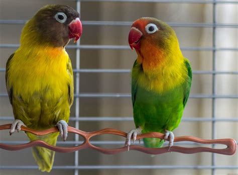 How To Take Proper Care Of Your Love Birds Pet Like That
