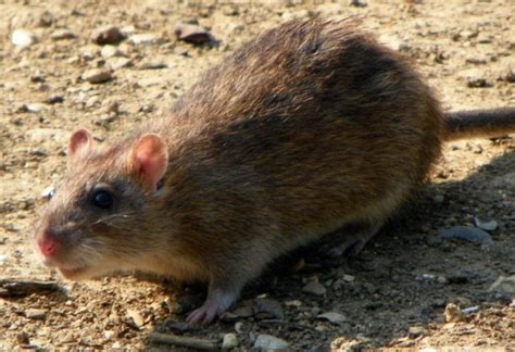 Pesticide Resistant Mutant Super Rats Taking Over England