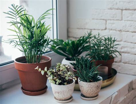 How To Care For Houseplants During The Winter Bogan Tree Service