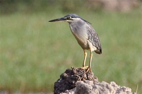These birds are often carefully selected because they represent something notable about the country itself. Malaysian Birds Gallery