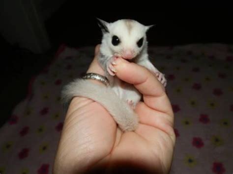 At the pet glider, we have everything you need to own and take care of your very own sugar glider! Platinum and Leucistic Sugar Gliders for Sale in Cross ...
