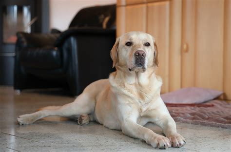 Click a clue number to read the clue. Lilly zu Hause Foto & Bild | tiere, haustiere, hunde ...