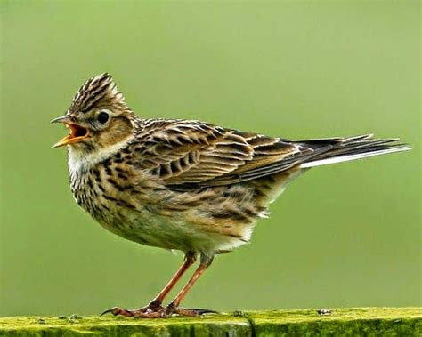 Kicauan burung branjangan memang memiliki suara yang khas, selain itu, gaya yang khas yang dapat di keluarkan oleh burung branjangan adalah gaya hovering, dimana istilah hovering tersebut di ambil. Kumpulan Foto Burung Branjangan Terbaik