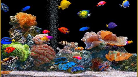 🔥 Download Animated Desktop Wallpaper Fish For Windows All By