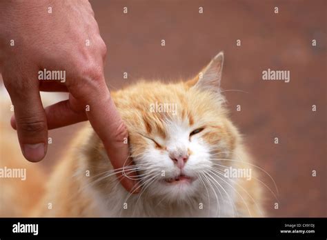 Cat Stock Photo Alamy