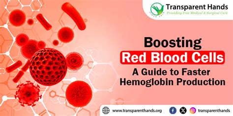 How To Increase Red Blood Cells Quickly With Food And Vitamins