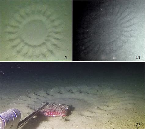 Mystery Pufferfish Create Elaborate Circular Nests At Mesophotic Depths