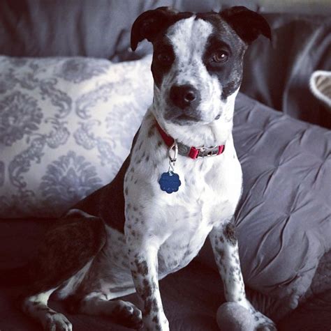 Colors of the box heeler may include red, brindle, tan, and blue. Pin on Doggies