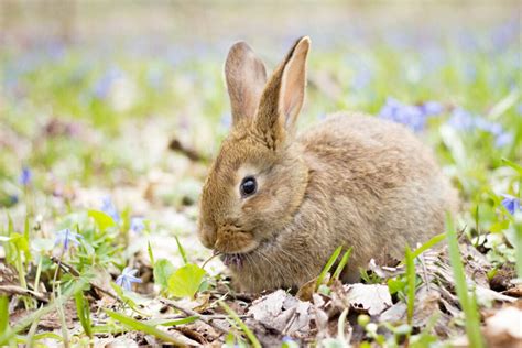 vinegar how to use it to repel rabbits pest pointers
