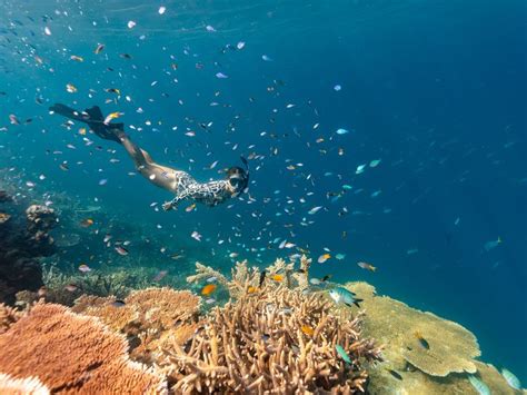 Hamilton Island Half Day Snorkel The Whitsunday Islands Whitsunday