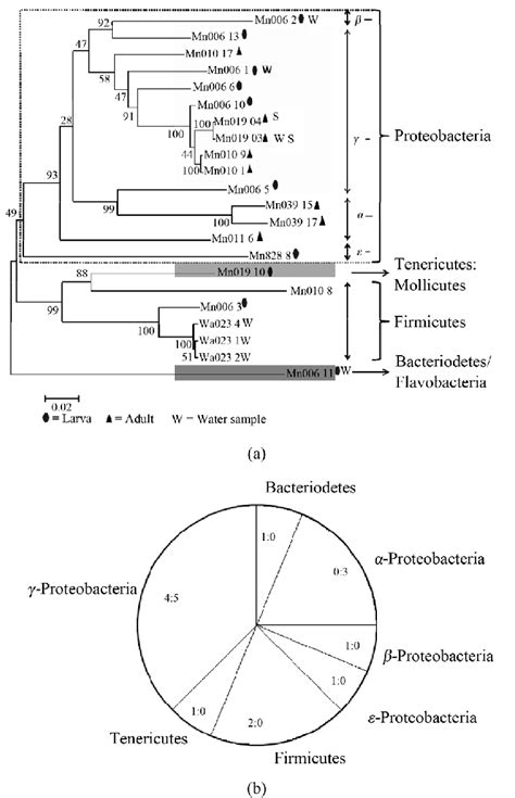 A Phylogenetic Affiliation Of Bacterial 16s Rrna Gene Sequences