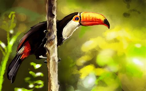 Toucan Parrot Bird Tropical 68 Wallpapers Hd Desktop