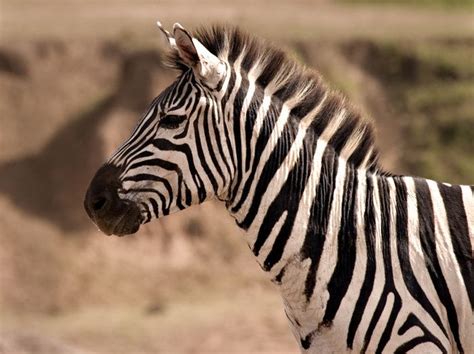 zebra photo | zebra - photo/picture definition at Photo Dictionary