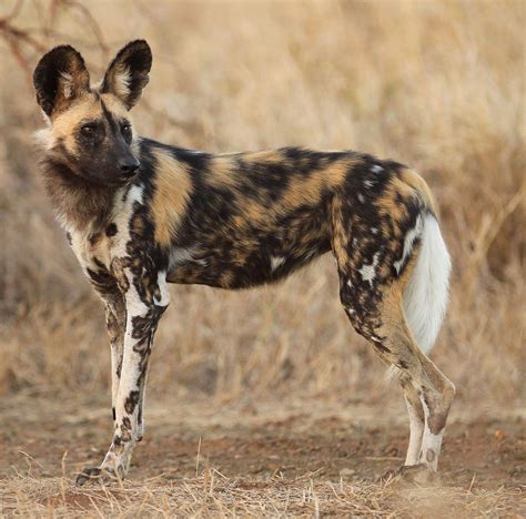 African Painted Dog Puppies Are Born After A Gestation Period Of 69 72