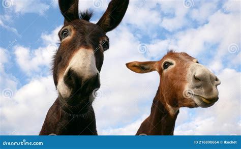 Two Funny Donkeys Look At The Camera Close Up From Above Stock Photo