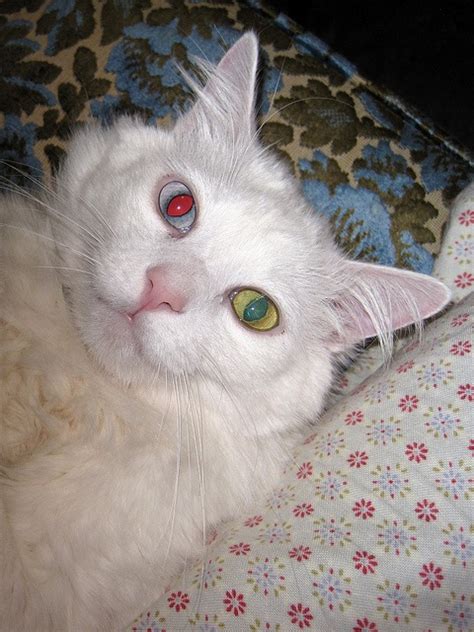 196 Best Images About Heterochromia On Pinterest Cats Animals And Eyes