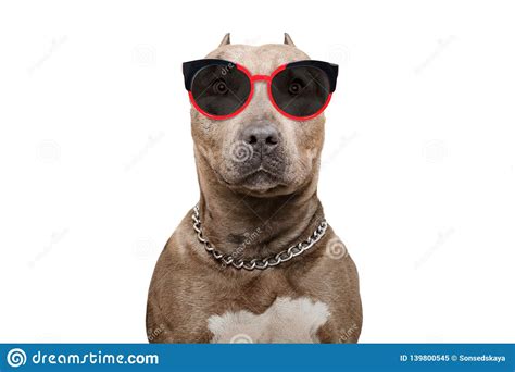 Pit Bull Portrait In Sunglasses Stock Image Image Of Concept Cute