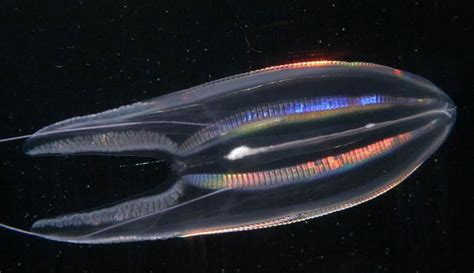 10 Incredible Photographs Of Deep Sea Creatures Oversixty