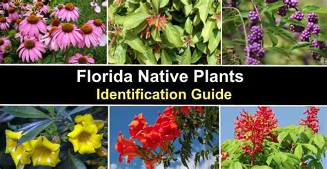38 Florida Native Plants Identification Guide With Pictures