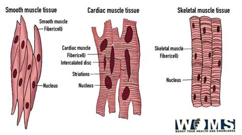 Diagram Of Muscle Fiber 3 Types Functions And Anatomy