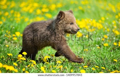 Cute Little Brown Bear Cub Playing Stock Photo Edit Now 1409957843
