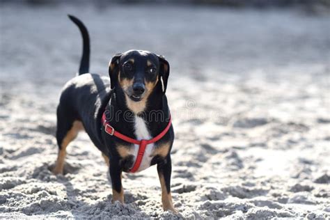 Black Dachshund With Red Harness Running Free On Sandy Beach Stock