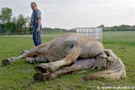 En ja je vindt hier ook kleurplaten van het populaire paardenspel star stable. De geboorte van een veulen - Fotografie Harold Makaske