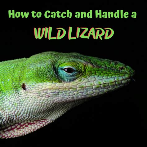 Lizard are all over the world, but very often they only appear briefly before if you want to keep lizards permanently, do some research beforehand to create suitable housing for the species of lizards in your area. How to Safely Catch and Hold a Wild Lizard | PetHelpful