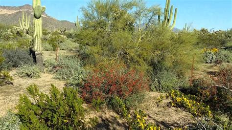 They grow tall (up to 20 ft) like a tree, are covered with spines like a cactus, have. An example of a Natural Sonoran Desert Landscape - YouTube