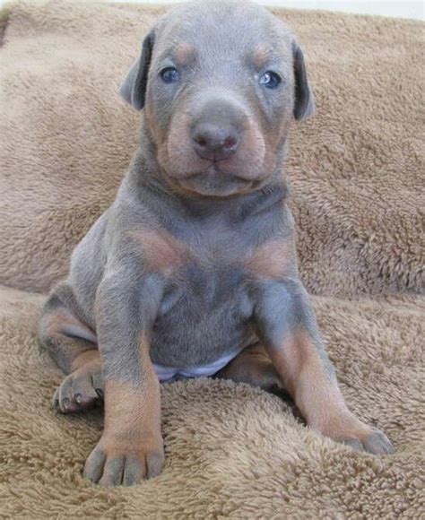 Dobermans can be exceedingly gentle, patient, and tolerant around babies and young. So sweet! | Doberman puppy, Blue doberman, Doberman pinscher