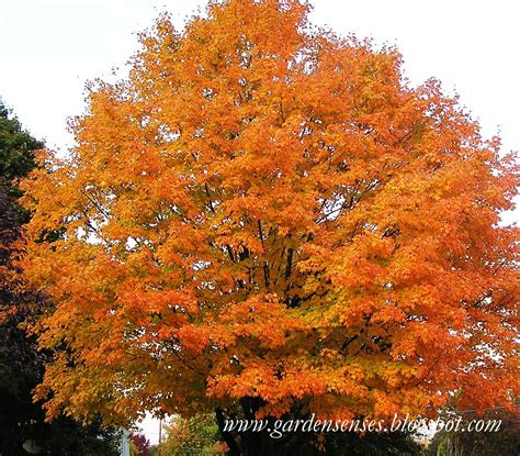 What kind of tree has the best fall color? Garden Sense: Fall Color - Brilliant Trees