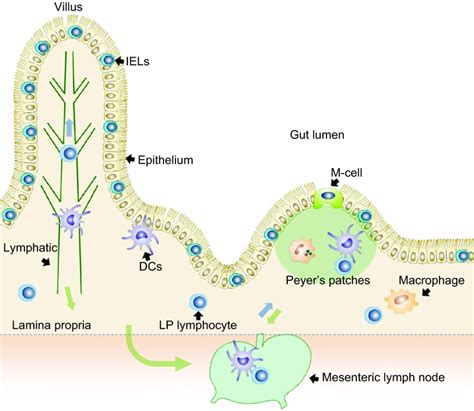 The Overall Scheme Of The Gi Mucosal Immune System The Gi Mucosal