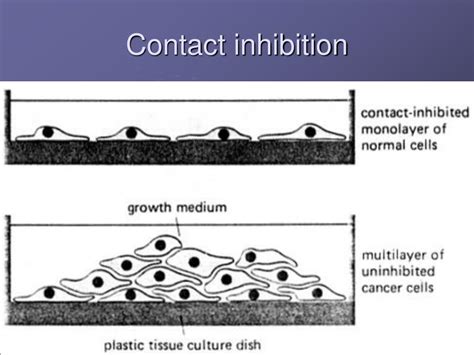 If a media asset is downloadable, a download button appears in the corner of the media viewer. PPT - Introduction to animal cell culture PowerPoint ...
