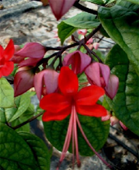 Vintage valentines are great for use in art projects or for scrapbooking or to reuse as. JJL Greenhouse, Inc - Clerodendrum thomsoniae delectum ...