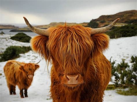 All You Need To Know About Highland Cattle Walking Hiking Blog