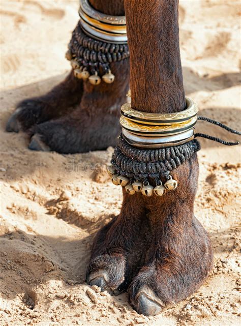 The same hand gestures could mean different things in other countries. Decorated camel foot stock photo. Image of festival, fair ...