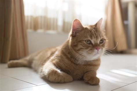 Munchkin Cat Breed Information History Characteristics And Facts