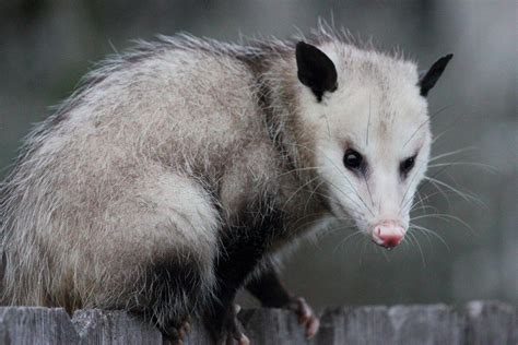Opossum wallpapers
