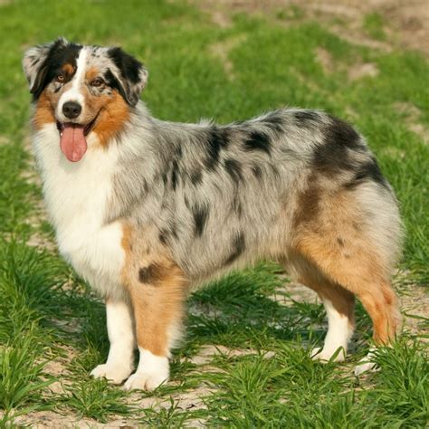 Australian Shepherd Dog Breed Guide Facts And Information