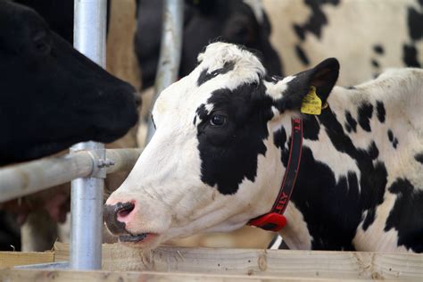 Cow Robotic Milking Parlour Reaseheath College