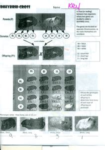 Name date period genetic crosses worksheet monohybrid crosses: Great genetics monohybrid crosses worksheet answer key ...