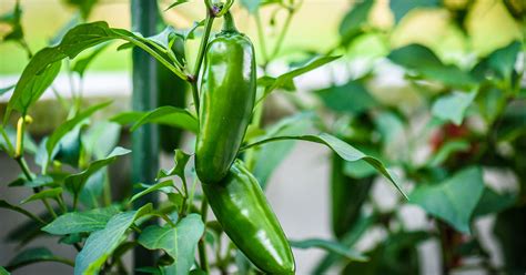 How Many Jalapenos Grow On One Plant The Garden Magazine