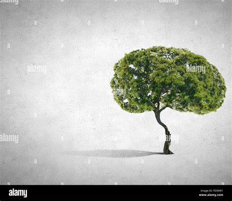 Brain Shaped Tree Hi Res Stock Photography And Images Alamy