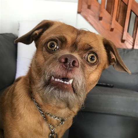 Bacon The Dog Has The Most Expressive Face On All Of Instagram Dumb