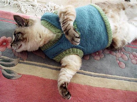 Cats Wearing Sweaters