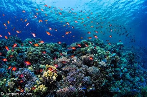 Underwater Seascape Photography