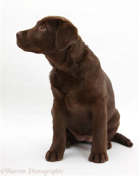 Dog Chocolate Labrador Pup 3 Months Old Photo Wp23072